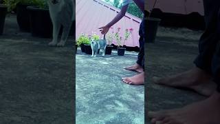 ഞങ്ങളുടെ വീട്ടിലെ പുതിയ അതിഥി 🐈#shortvideo #trendingshorts #home