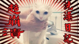 When a cat bathes, just how bad is the emotional breakdown? Let SoybeanMilk Give Her Account