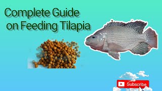 Complete Guide on Feeding Tilapia. #tilapia #tilapiafarming #aquafarm