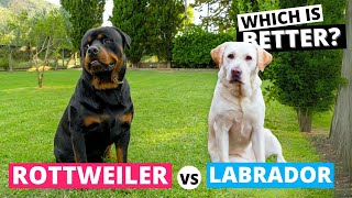 Rottweiler Vs Labrador Which Is Better