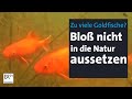 Wenn Goldfische zur Plage werden | Abendschau | BR24