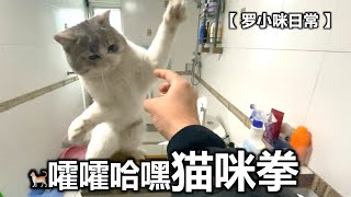 「 罗小咪的日常 」可爱猫咪会武功，猫咪拳