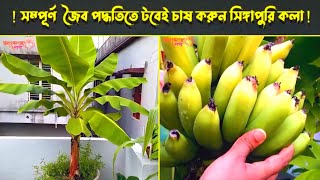 সম্পূর্ণ জৈব পদ্ধতিতে টবেই চাষ করুন সিঙ্গাপুরি কলা !