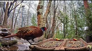 Niespodziewana wizyta stawia na nogi:) Bażant zwyczajny (Phasianus colchicus)