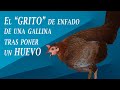 Gallina kikiriki enfadada mientras pone huevo