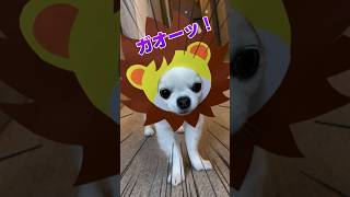 ライオンの顔ハメをするチワワさん #shorts #チワワ #犬 #dog #チャレンジ #顔ハメ