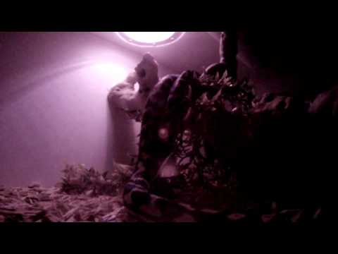 Where do snakes go at night?