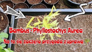 🎋 Bambus nr 2. Phyllostachys Aurea - Fylostachys złocisty. Uprawa od samego początku.