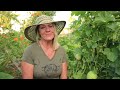 great tips for late summer into early fall vegetable gardening