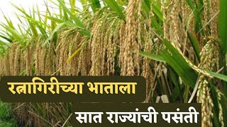 रत्नागिरीच्या भाताला सात राज्यांची पसंती. Ratnagiri-8 rice veriety is preferred by 8 states!