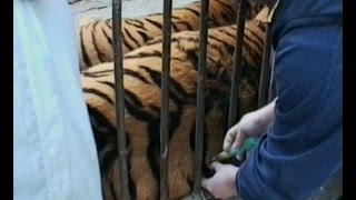 Giving an injection to Bengal tiger - Davanje injekcije bengalskom tigru