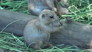 上野動物園のオグロプレーリードッグたち