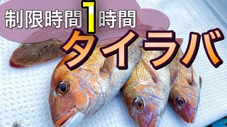 vol.7【タイラバ】1時間だけタイラバしてみたらまさかの連発‼︎