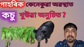 গাহৰিক কেনেকুৱা অৱস্থাত কচু খুউৱা অনুচিত ?/Pig farm in Assam/ #assamese #pigfeed #pig #assamesevideo