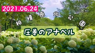 【お散歩12】【紫陽花】【アナベル】相模原北公園　アナベルの開花状況