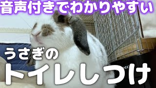 【うさぎ飼育】トイレのしつけが簡単にできる方法【重要】【ホーランドロップ】Rabbit　※音声解説つき