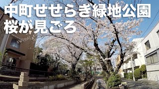 【Vlog】中町せせらぎ緑地公園の桜が見ごろ