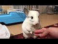 【チンチラ】ぽん助、フリーズする　chinchilla family