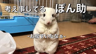 【チンチラ】ぽん助、フリーズする　chinchilla  family