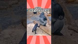 ゴリラさんの動画見て笑ったら寝ろwwwww