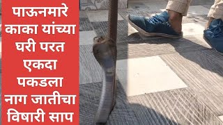 पाऊनमारे काका यांच्या घरी परत एकदा पकडला नाग जातीचा विषारी साप #naagin #subscribe #snake