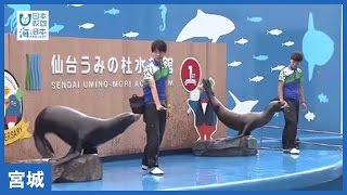 #15 「仙台うみの杜水族館」トレーナーインタビュー｜海と日本PROJECT in みやぎ