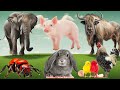 Happy Animal Moment, Familiar Animals Sounds: Gnu, Rabbit, Elephant, Pig, Chicken - Animal Paradise