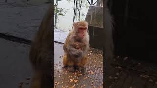 एक मां का प्यार | mother monkey save her baby from rain
