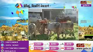 Ahmedabad : ધોળકા - બાવળામાં પતંગ રસિયાઓમાં ઉત્સાહ | Gstv Gujarati News