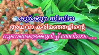 Kari Manjal health benefits in Malayalam.#karimanjal #healthbenefits @Vinjaanamsarvamayam