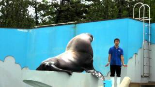 マリンピア日本海（新潟市）　ラッコ＆トドのエサやり  sea-otter and Steller's sea lion