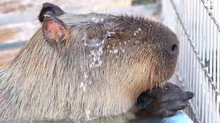 近くで見てみよう！打たせ湯うっとりカピバラ【愛知県 豊橋のんほいパーク】