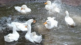 எங்கள் வீட்டு வாத்துகள்/ my pet Geese in the bathtub/swimming style of geese/Veetil vaathu valarpu