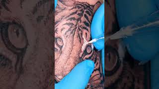 Tiger face process 🐯 by tattooer_intat #latattoo #tattooshorts #tigertattoo #realismtattoo