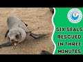 6 Seals Rescued In 3 Minutes