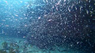 ネンブツダイ群れ　千葉・勝浦行川の海