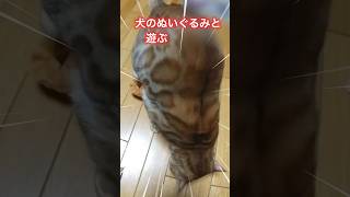 【ベンガル猫】茶ちゃん（飼い猫）動画[Bengal cat] Tea-chan (domestic cat) video #ベンガル