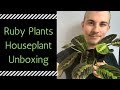 Ruby Plants Houseplant Unboxing | Prayer Plant, Pilea Peperomioides, and more!