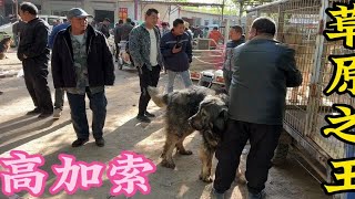 农村大爷带来两条“180斤”的猛犬，这狗长的跟牛一样壮，真牛！