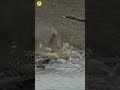 Cheetah vs Crocodile in reality #shorts