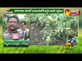 vegetable farming in simple way successful vegetable farming sakshi sagubadi sakshi tv