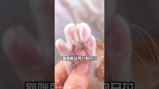 猫咪开关，怎么操控一只猫？ #猫咪行为学 #猫咪开关 #猫咪知识