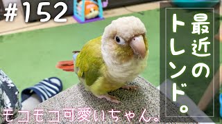 【ウロコインコ】よも日記#152