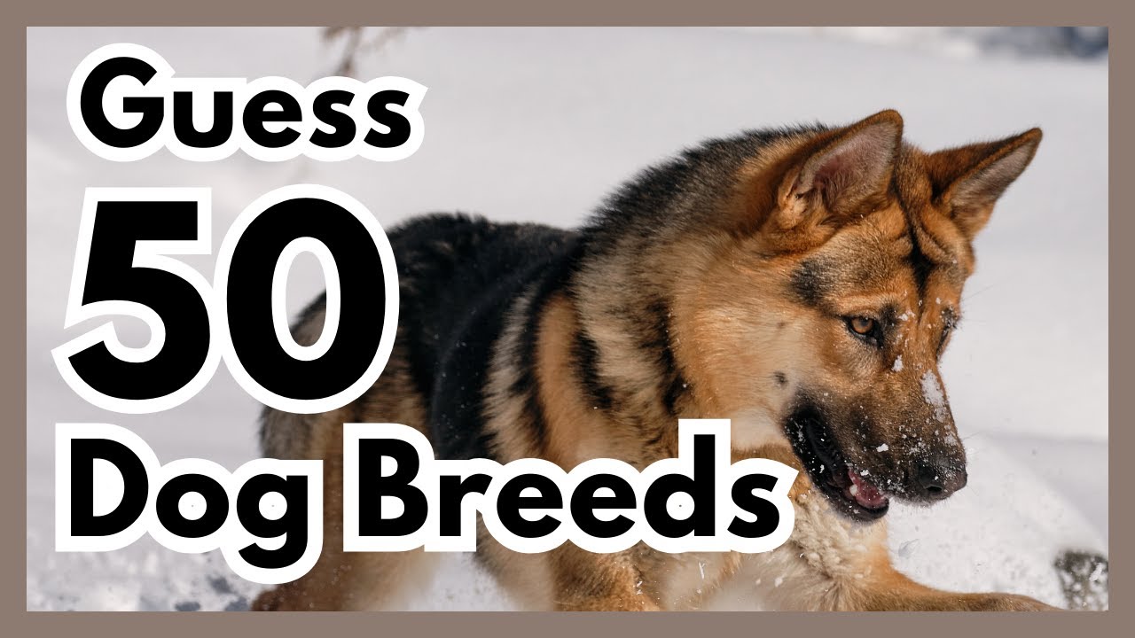 Guess The Dog Breed Quiz Youtube