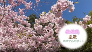 リノホテル京都　桜満開嵐電おすすめスポット