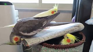 オカメインコ3羽　寝室のゴミ箱にて