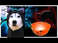 My Husky's Halloween Candy is GONE! (The Mystery of the Missing Halloween Candy)