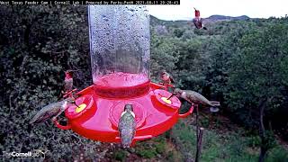 Male Anna's Hummingbird Sparkles And Shines At West Texas Feeder – Aug. 11, 2021