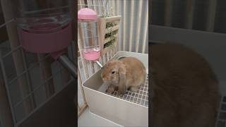 ดื่มน้ำชื่นใจ#มิกกี้ #กระต่าย #สัตว์เลี้ยง #น่ารัก  #rabbit #bunny #funny #animals #short #short