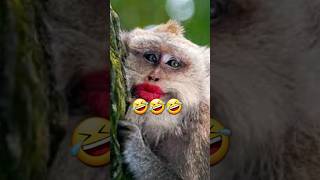 अरे बाप रे funny monkey | kudo animalkiki | monkey | kiki | 😁😁😁 #monkey #kiki #funnymonkey #shorts